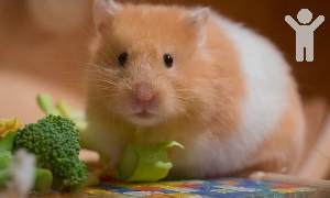 Healthy rodent