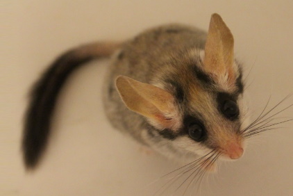 Asian Garden Dormice