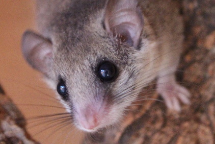 African Pygmy Dormouse
