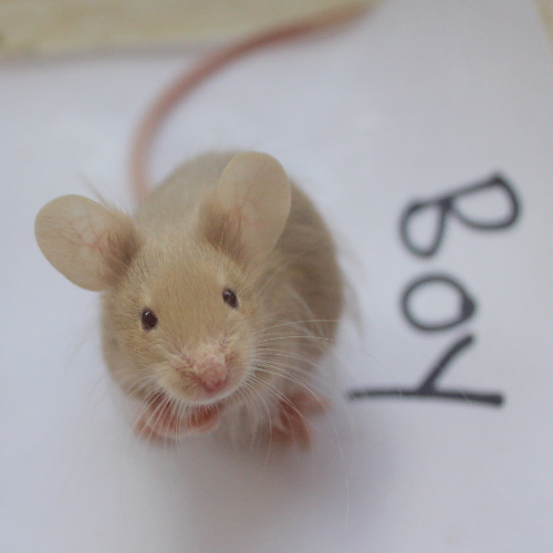 rescue fancy mice