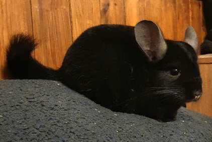 Chinchilla