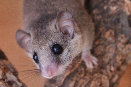 African Pygmy Dormouse