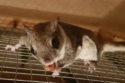 Southern Flying Squirrel