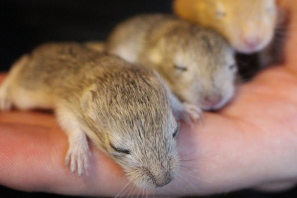 Gerbil pups
