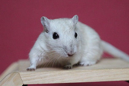 Mongolian Gerbil