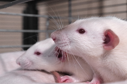 White Rats