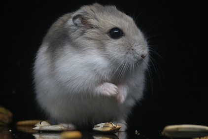 Campbells Hamster