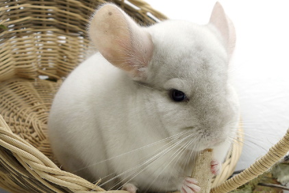 Chinchilla