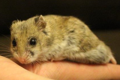 Chinese Hamster