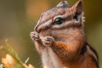 Chipmunk