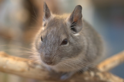 Degu