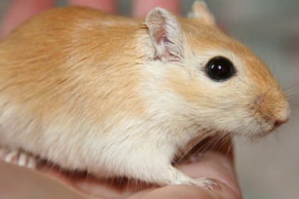 Mongolian Gerbil