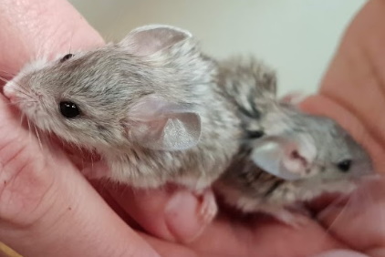 Mouse-like Hamsters