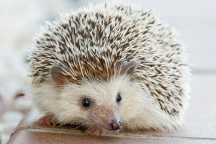 African Pygmy Hedgehog
