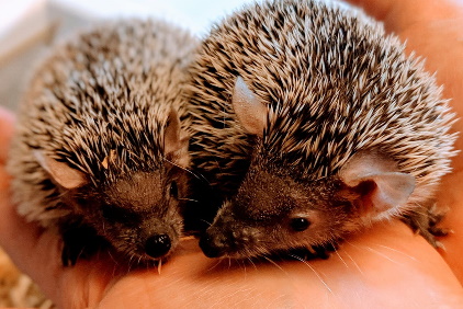 Tenrecs