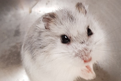 Winter WhiteHamster