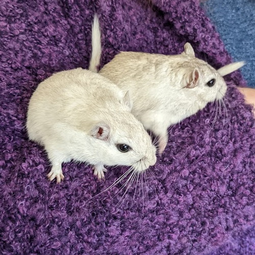 Herb & Pepper, mongolian gerbils