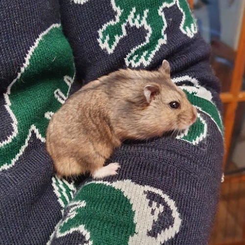 Starburst, dwarf hamster