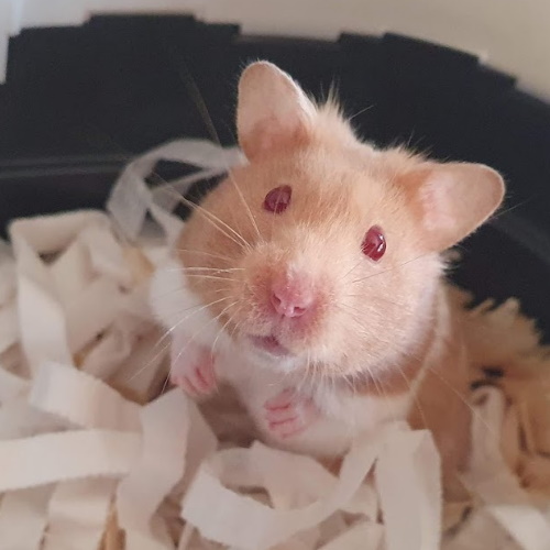 Harriet, Syrian Hamster