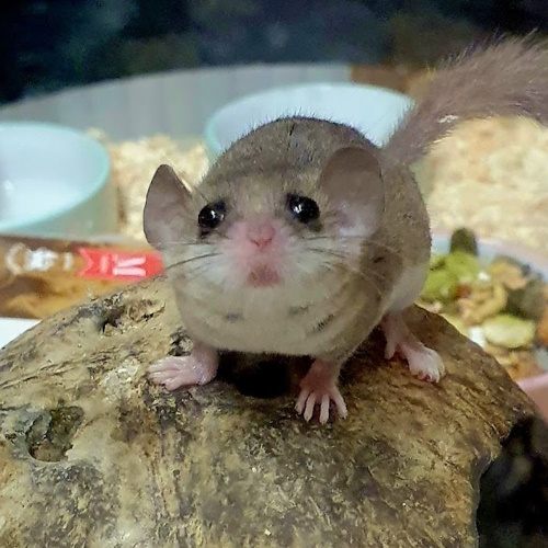 rescue african pygmy dormice