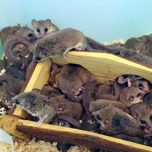 rescue african pygmy dormice