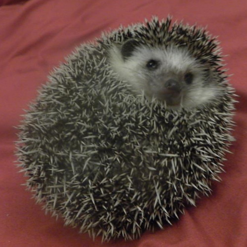 Henrietta the African Pygmy Hedgehog
