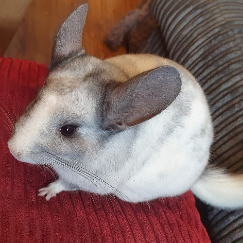 Chinchilla