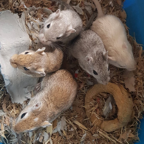 Mongolian Gerbils